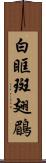 白眶斑翅鶥 Scroll