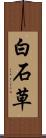 白石草 Scroll