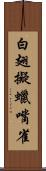 白翅擬蠟嘴雀 Scroll