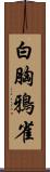 白胸鴉雀 Scroll