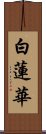 白蓮華 Scroll