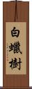 白蠟樹 Scroll