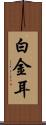 白金耳 Scroll