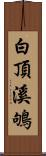 白頂溪鴝 Scroll