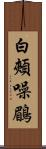 白頰噪鶥 Scroll