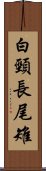 白頸長尾雉 Scroll