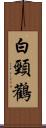 白頸鸛 Scroll