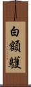 白額鸌 Scroll