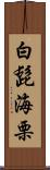 白髭海栗 Scroll