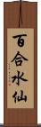 百合水仙 Scroll