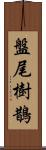 盤尾樹鵲 Scroll