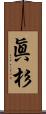 眞杉 Scroll