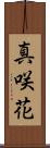 真咲花 Scroll