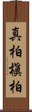 真柏 Scroll