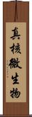 真核微生物 Scroll