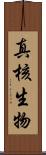 真核生物 Scroll