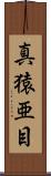 真猿亜目 Scroll