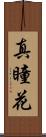 真瞳花 Scroll