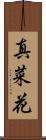 真菜花 Scroll