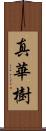 真華樹 Scroll