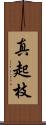 真起枝 Scroll