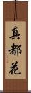 真都花 Scroll