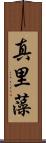 真里藻 Scroll