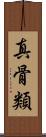 真骨類 Scroll