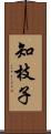 知枝子 Scroll