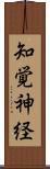 知覚神経 Scroll