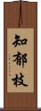 知郁枝 Scroll