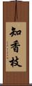 知香枝 Scroll