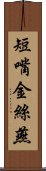 短嘴金絲燕 Scroll