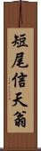 短尾信天翁 Scroll