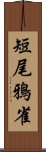 短尾鴉雀 Scroll