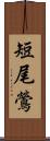 短尾鶯 Scroll