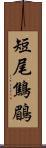 短尾鷦鶥 Scroll