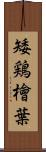 矮鶏檜葉 Scroll