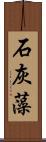 石灰藻 Scroll
