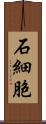 石細胞 Scroll