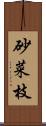 砂菜枝 Scroll