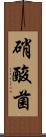 硝酸菌 Scroll