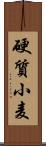 硬質小麦 Scroll