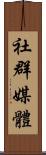 社群媒體 Scroll