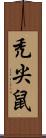 禿尖鼠 Scroll