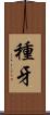 種牙 Scroll