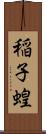 稲子 Scroll