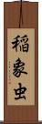 稲象虫 Scroll
