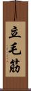 立毛筋 Scroll