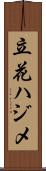 立花ハジメ Scroll
